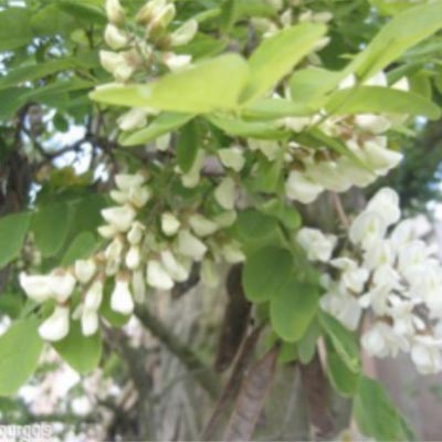 robinier-fleurs-acacia